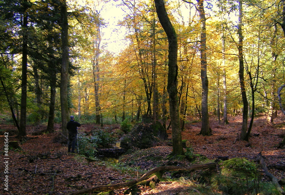 New Forest Autumn - Autumn Photgrapher 1