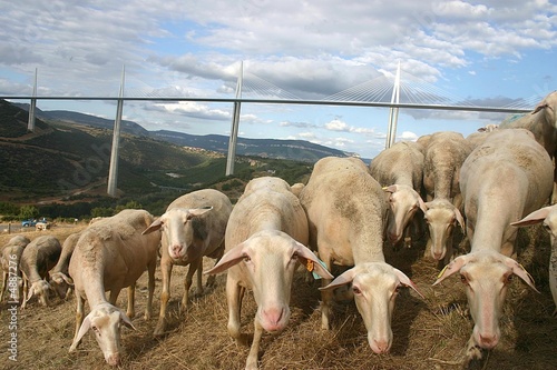 Obraz w ramie moutons devant le viaduc de millau