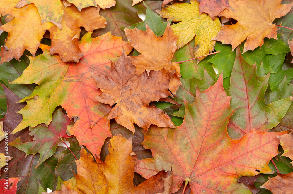 Colorful autumnal leaves