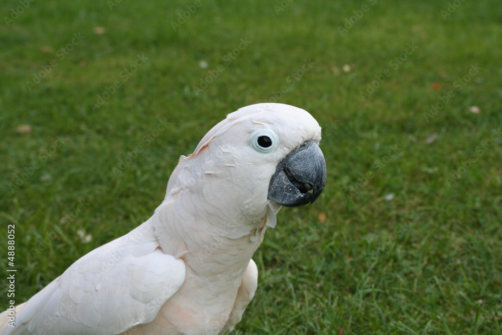 Moluccan Cockatoo on grass