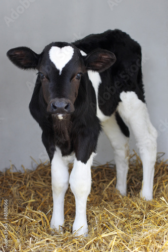 Fotografering little black and white calf with heart shape on his head