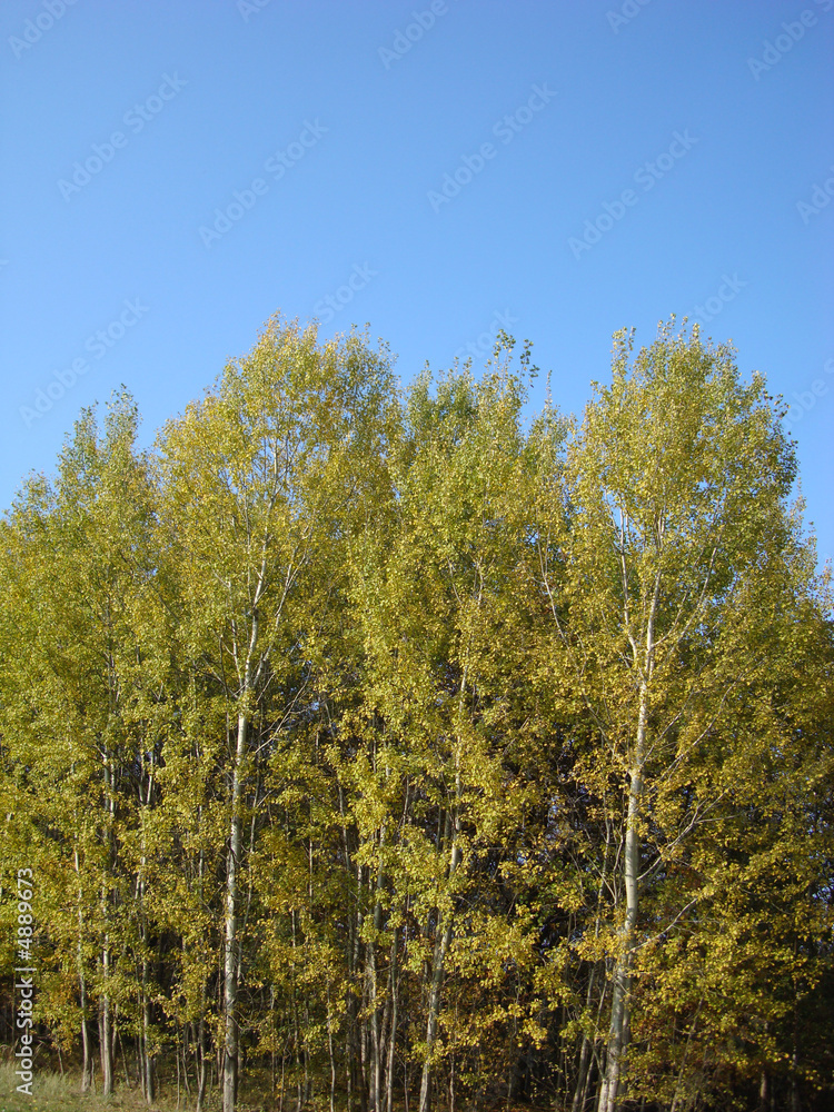 Wood in autumn 1