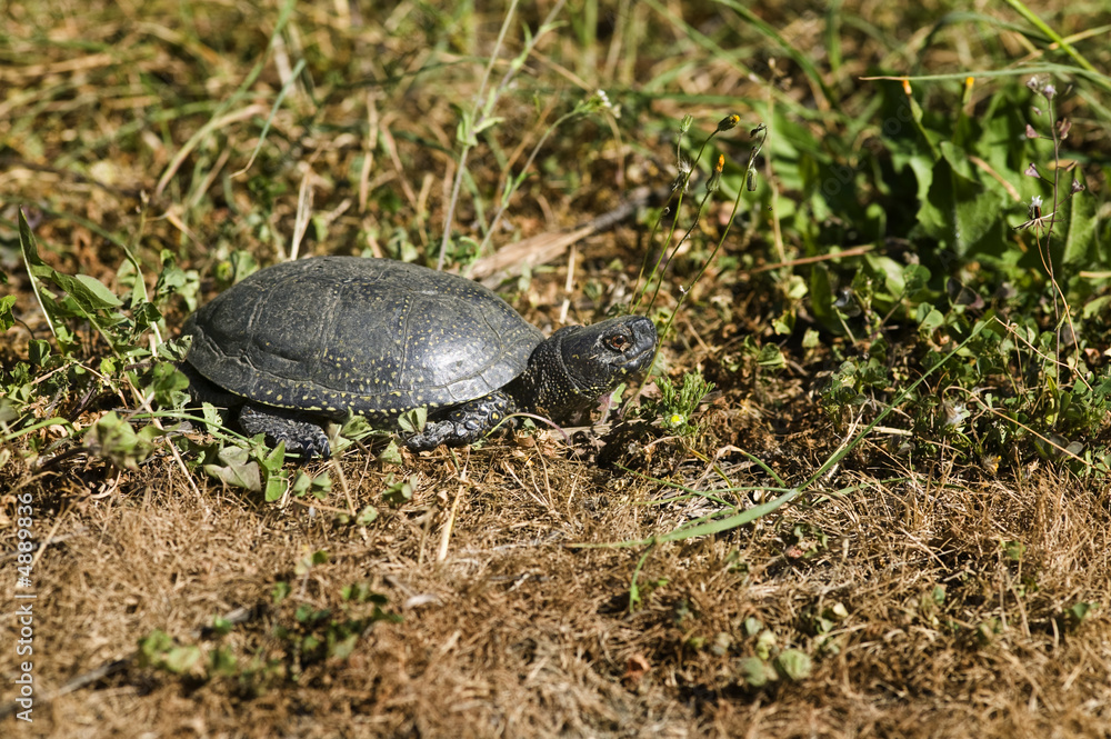 Obraz premium Tortoise