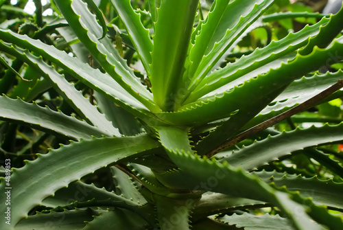 Green fresh and thorny aloe leaves close-up background
