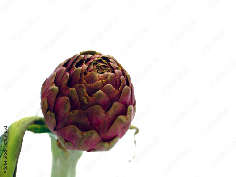 Obraz premium Artischoke