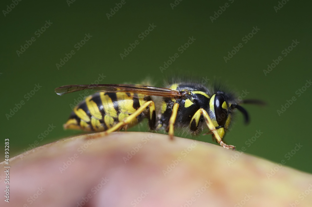 wasp wasp