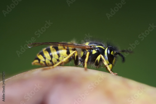 wasp © siloto