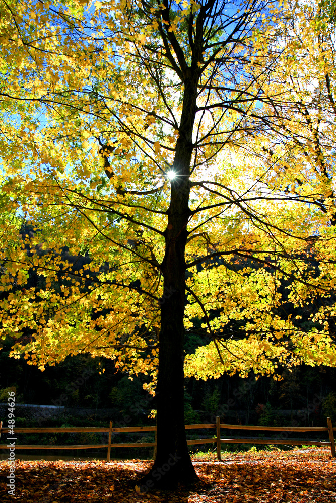 The foliage scenery in New Jersey The foliage scenery in New Jersey