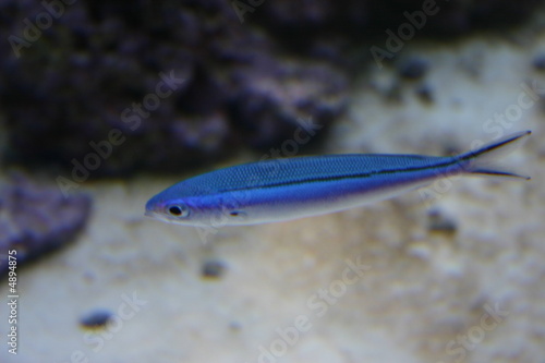 blauer Fisch