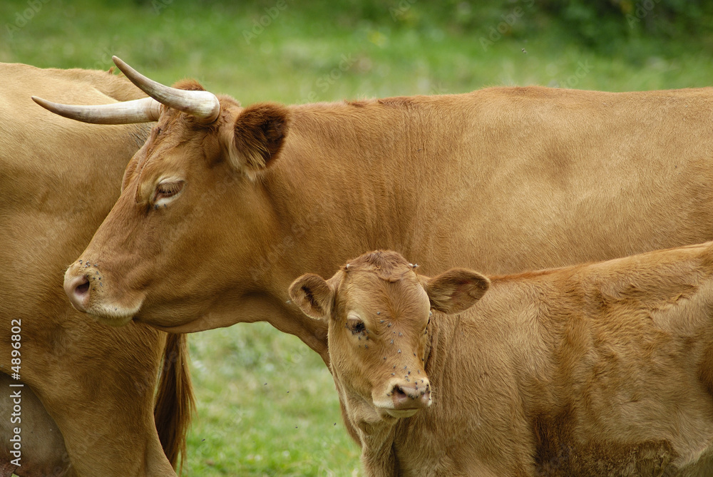vache et veaux 5 vache et veaux 5
