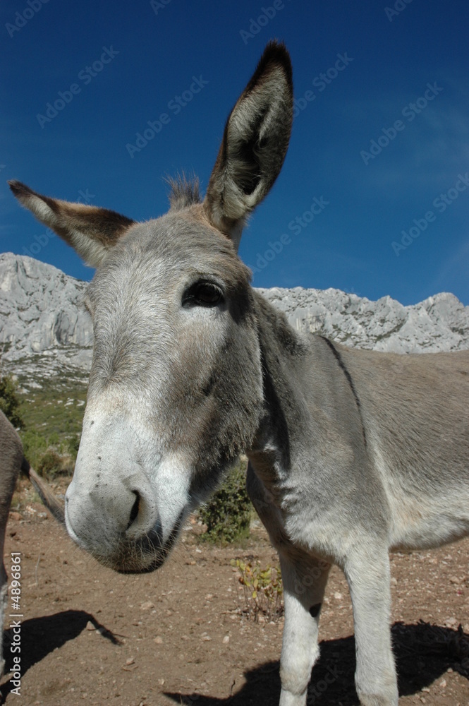 Fototapeta premium curieux