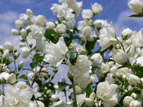 Blühender Jasmin vor blauem Himmel und grüner Käfer photo
