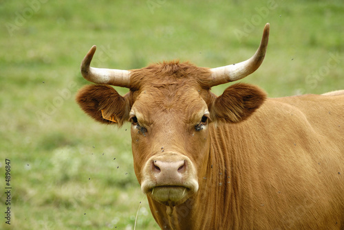 vache brune 6