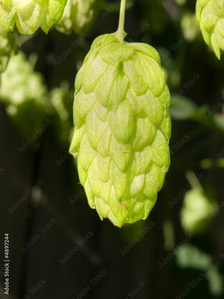 Hop cone Hop cone