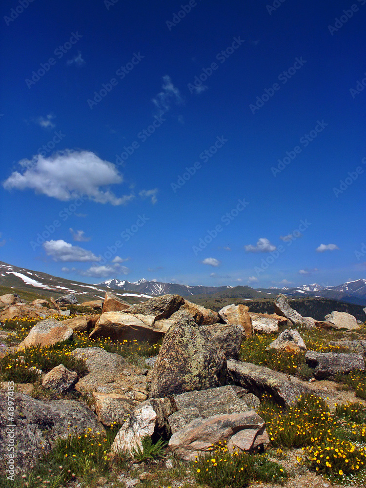 Wildflowers along the Mount Evans Wilderness in Colorado