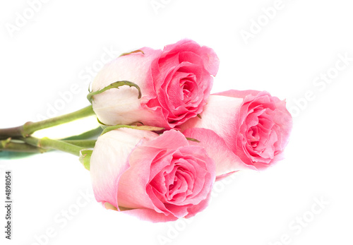 Pink roses. Isolation on white. © mashe