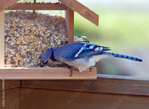 Blue Jay feeding at feeder.