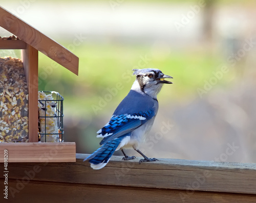 Feeding Blue Jay with corn in beak.