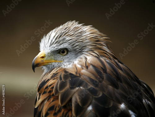 Red Kite