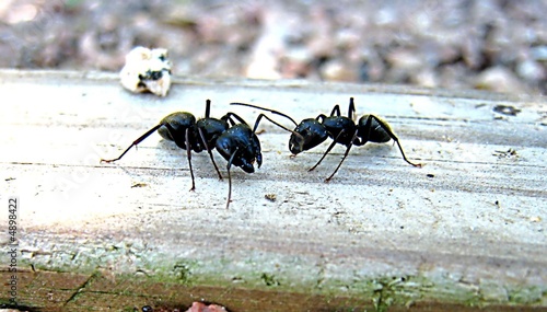 Ants Fight