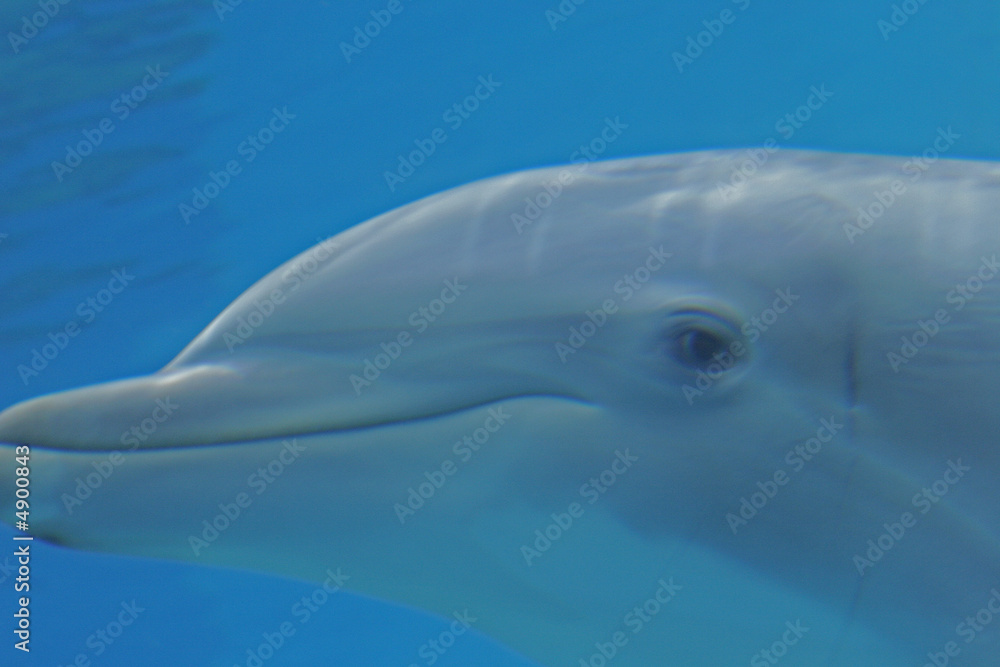 Fototapeta premium DOLPHIN UNDERWATER SMILE