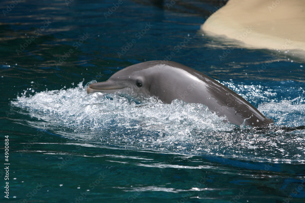 Naklejka premium DOLPHIN RUN AWAY