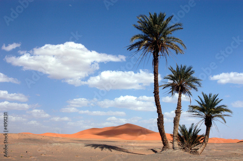 Palm Trees in the Sahara Desert