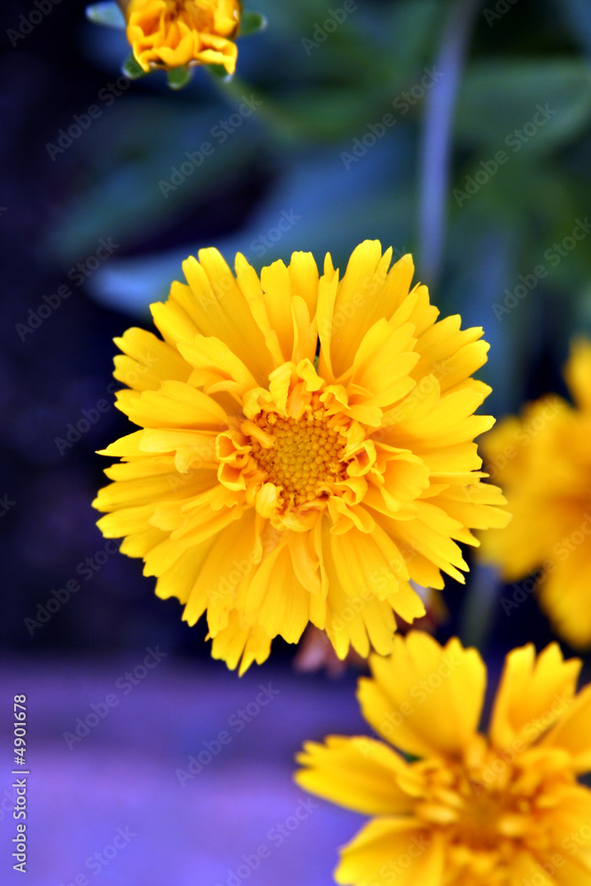 Obraz premium Yellow flower