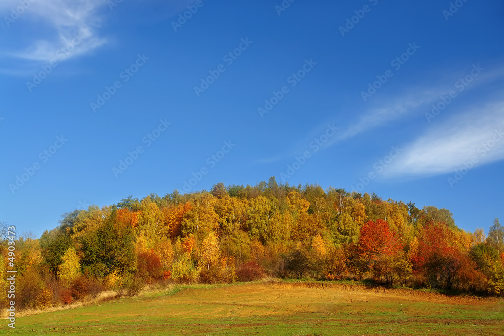 Fototapeta premium Autumn forest