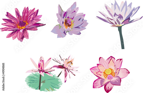 collection of lotus