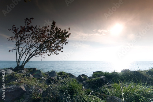 Tree and sunrise by the sea  This phote make in Balaton Hungary 