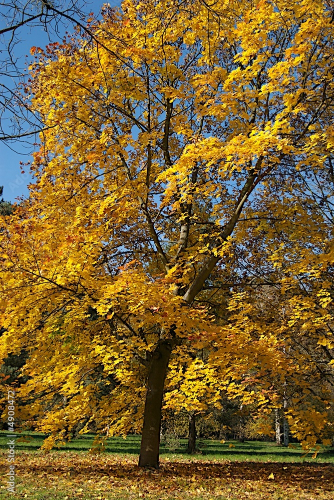 arbre en automne