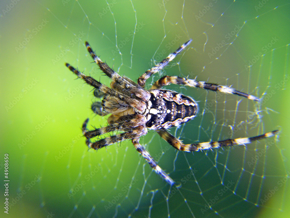 Araignée Araignée