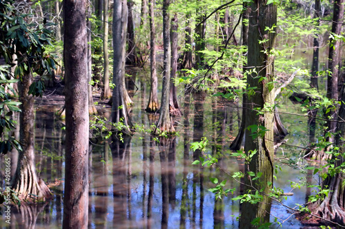 cypress swamp