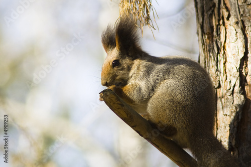 Squirrel 2