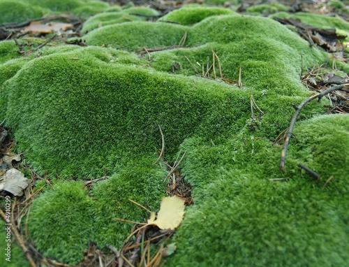 detail of moss