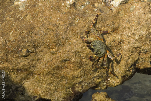 Crab at mission rock