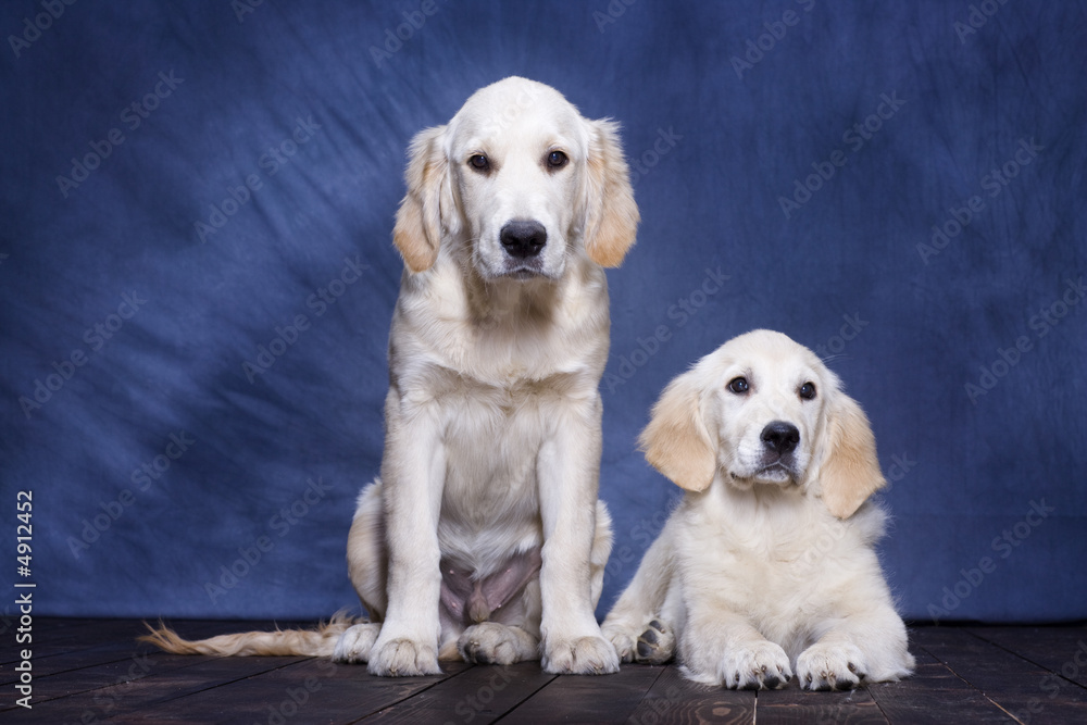 Portrait of two puppies Golden Retriever posing for family photo Portrait of two puppies Golden Retriever posing for family photo