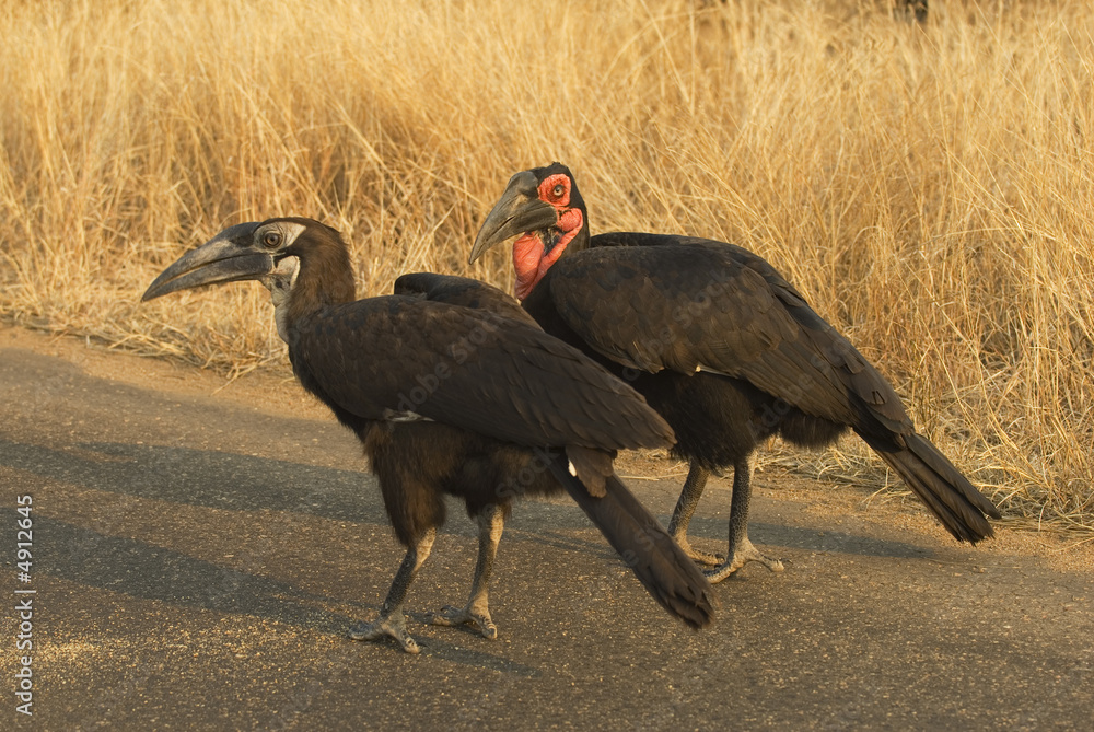 Obraz premium Ground hornbill with youngster
