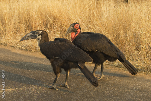 Ground hornbill with youngster photo