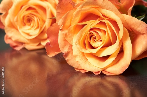 orange rose