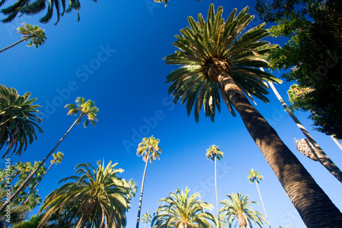 California palm trees © Tommy Schultz