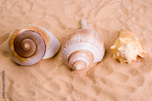 Sea shell photo