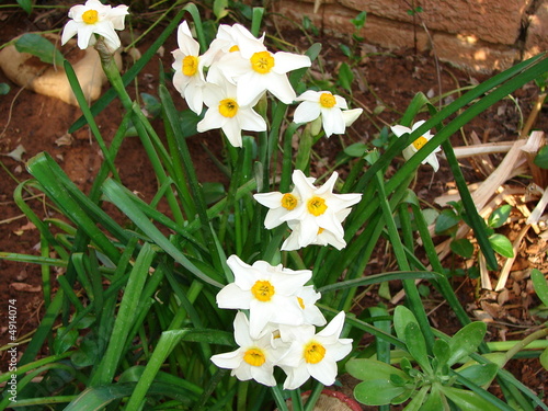 Perfect spring flowers