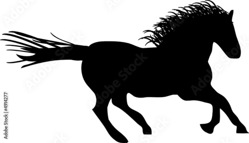 cavallo al galoppo