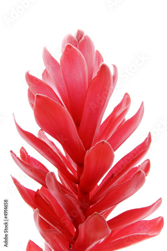 Fotografi fleur alpinia