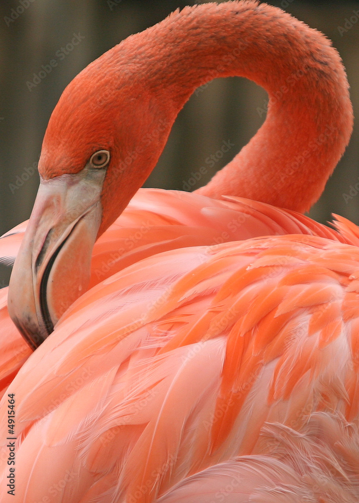 Fototapeta premium PINK THOUGHTFUL FLAMINGO