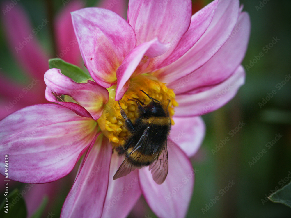 bee on flower bee on flower