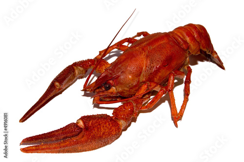 large cooked red crayfish