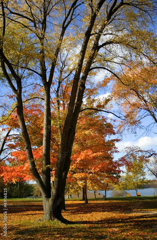 Autumn Trees